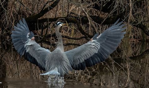 7626 | Great Blue Heron Wingspan | David Rosenthal | Flickr