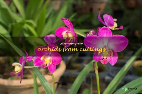 How To Propagate Orchids From Cuttings: A Step-By-Step Guide | ShunCy