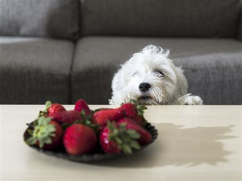 Can Dogs Eat Strawberries? Benefits of This Yummy Treat · The Wildest