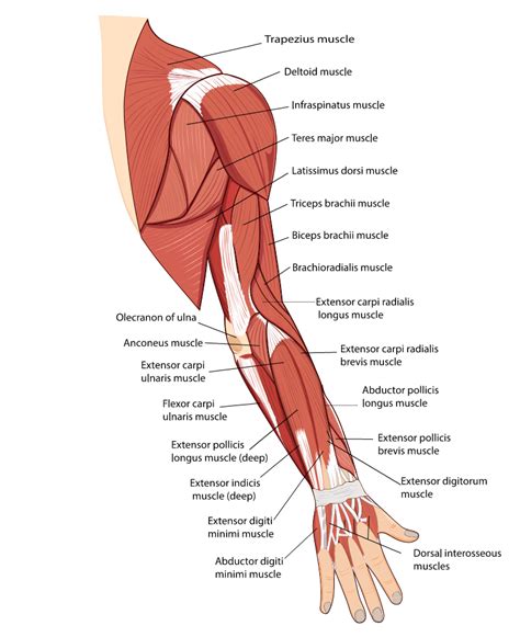 Difference Between Triceps And Biceps