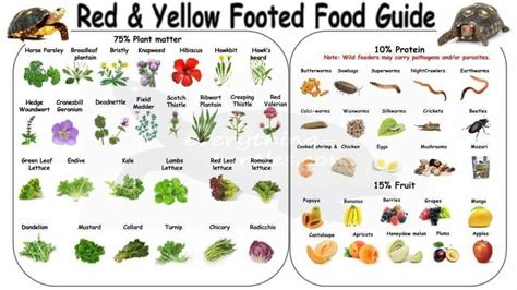 Redfoot tortoise diet | Tortoise food, Red footed tortoise, Tortoise care