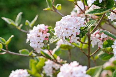 Carlesii FRAGRANT Viburnum Quart Pot | Etsy