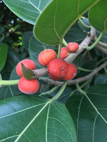 Banyan National tree : How to Plant, Grow and Its Uses