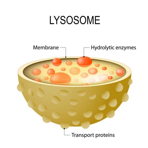 Lysosome Illustrations, Royalty-Free Vector Graphics & Clip Art - iStock