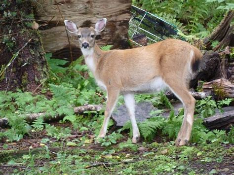 Sitka Blacktail Deer | ALASKA.ORG