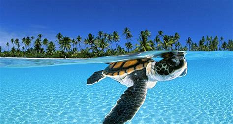 Baby sea turtle photo on Sunsurfer | Baby sea turtles, Baby sea turtle, Baby turtles