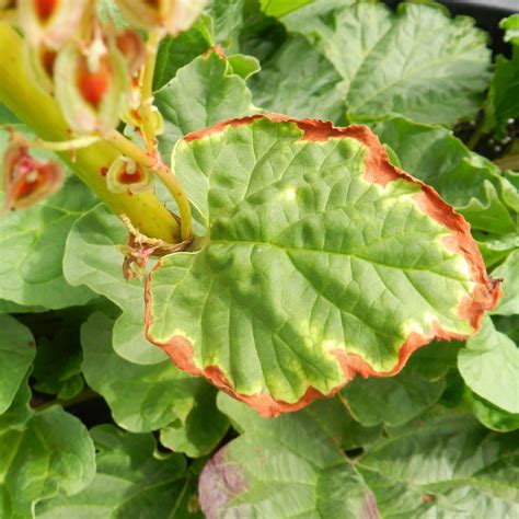Rhubarb Leaves 1 Free Stock Photo - Public Domain Pictures