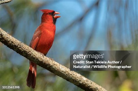 Northern Cardinal Male Singing Song High-Res Stock Photo - Getty Images