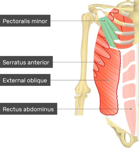 Pectoralis Minor Muscle - Attachment, Action & Innervation | GetBodySmart