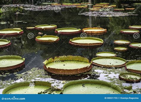 Victoria Regia lily stock image. Image of botany, amazonian - 80031755