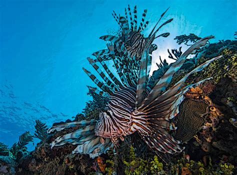 What eats lionfish? Do lionfish have predators in Atlantic