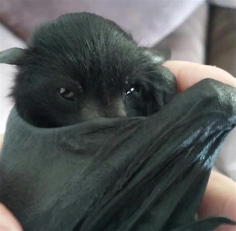 Baby Flying Fox practicing his best 'Dracula' impression... … | Cute bat, Cute animals, Animals ...