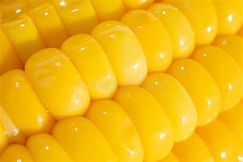 Corn Kernels on the Cob Close-up. Stock Photo - Image of antibacterial ...