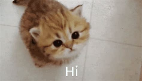 Cute Cat GIF - Cute Cat Cute Cat - Discover & Share GIFs