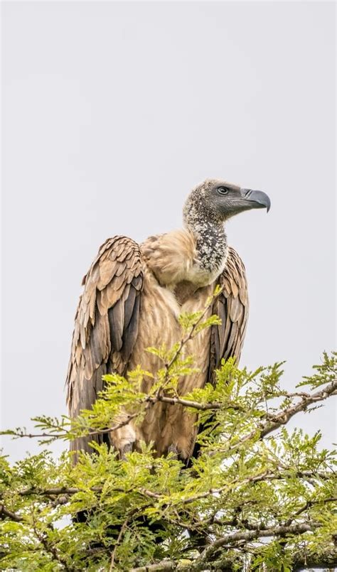 11 Vulture Spiritual Meanings: Spirit Animal and Symbolism