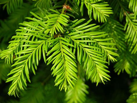 evergreen tree - Google Search Evergreen Content, 10 Tree, Shade Trees ...