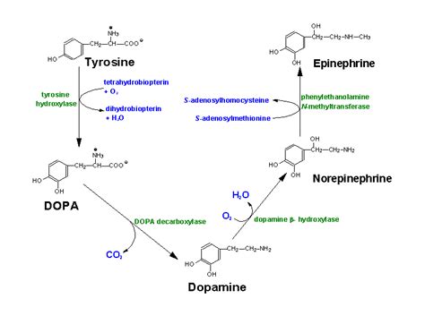 Dopamine