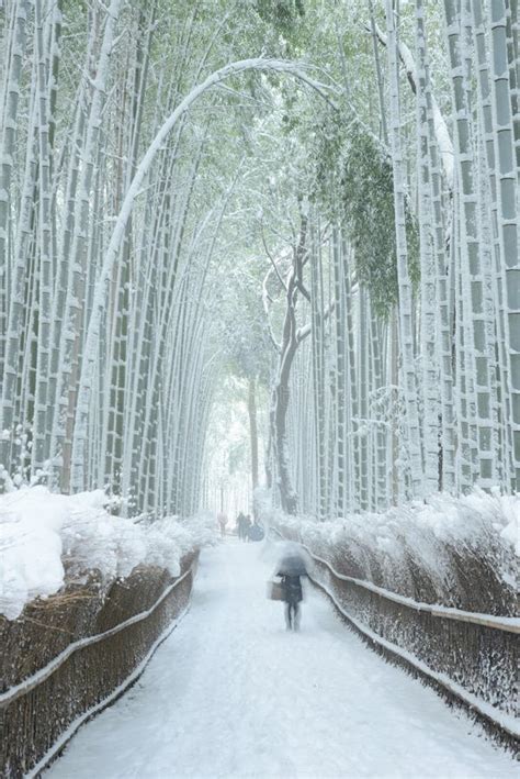 Bamboo forest in snow stock photo. Image of arashiyama - 100306716