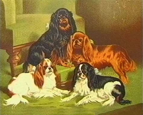 RangeaireVision - The History of Spaniels (dog DVD/video)