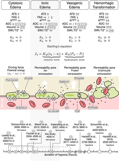 Stages of cerebral edema formation ⁶. In cascadic models of edema... | Download Scientific Diagram