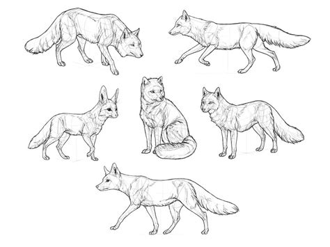 How to Draw Foxes of All Shapes and Sizes | Fox drawing, Animal drawings, Animal sketches