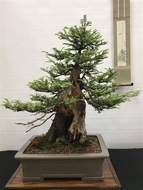 Amazing Redwood : r/Bonsai