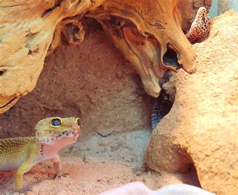 Silly geckos