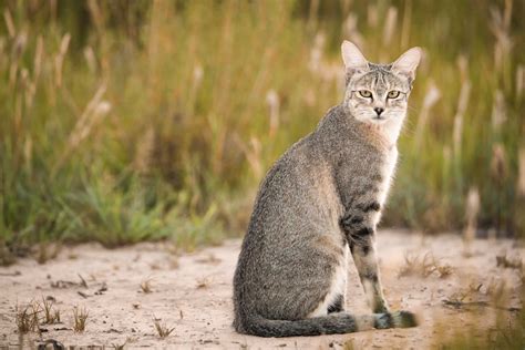 Jeevoka - Indian Small Cats