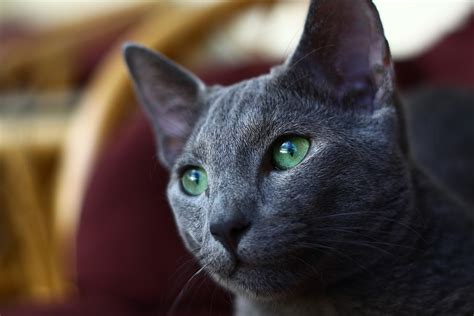 5 Reasons Why The Russian Blue Cat Is Simply Amazing | PetCareRx