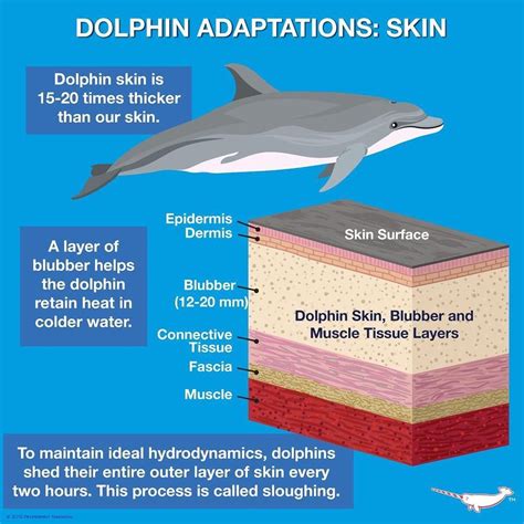 Dolphin Mammary Anatomy | PeepsBurgh.Com