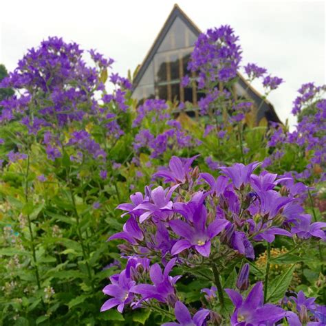 Campanula lactiflora 'Prichard's Variety', Campanula 'Prichard's Variety' - uploaded by @igrowhort