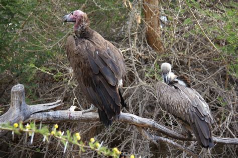 Endangered Vultures call Cango Wildlife Ranch Home - Cango Wildlife Ranch