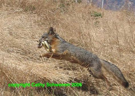 Feeding Habits - Santa Cruz Island Fox