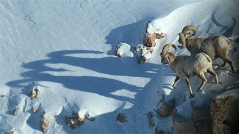 Where to Spot Winter Wildlife in Wyoming | Travel Wyoming