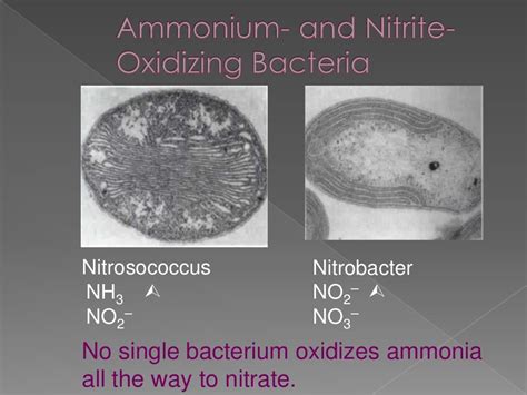 Chemoautotrophs and photosynthetic eubacteria