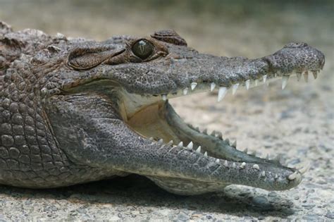 Crocodile jaws – their one-way strength – Virily