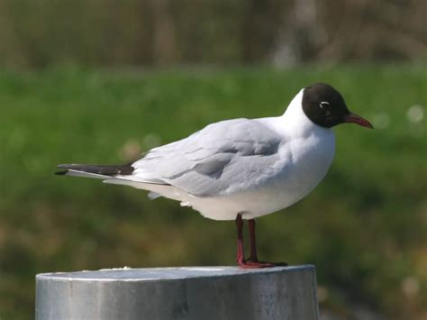 Black-headed Gull Larus ridibundus – Focusing on Wildlife