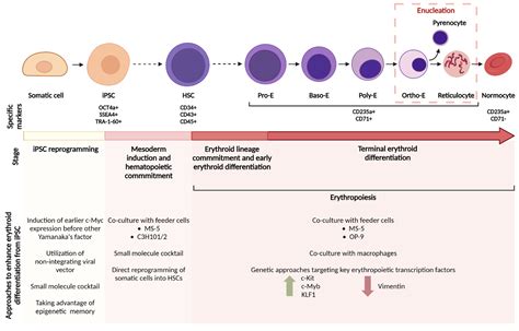 IJMS | Free Full-Text | Industrially Compatible Transfusable iPSC-Derived RBCs: Progress ...