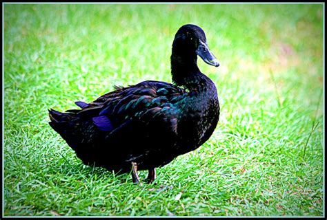 black duck | This is the first time I have seen a solid blac… | Flickr