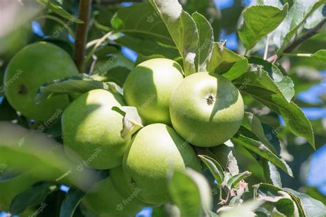 Premium Photo | Apple tree, green apples on the tree