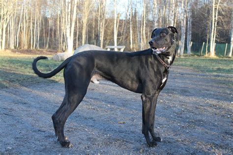 Greyhound-bullmastiff mix | Man's Best Friend | Pinterest