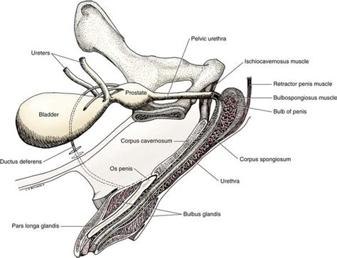 Where Is The Prostate Located On A Male Dog