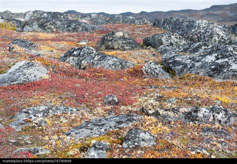 Lichen and tundra vegetation by Andreas | 500px Marketplace | Tundra ...