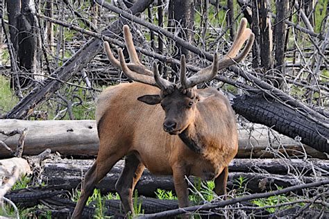 Colorado Elk Hunting: Regulations, Season Dates, and Tips