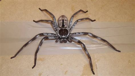 Hordes Of Huntsman Spiders Are Popping Up All Across Australia ...