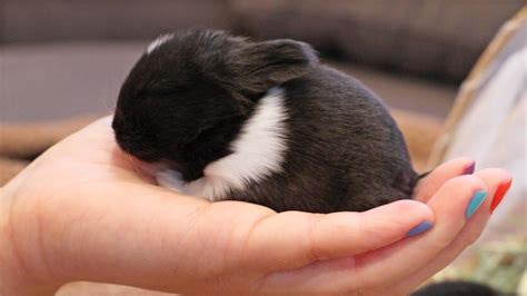 Newborn Baby Bunny Loves to be Held - YouTube