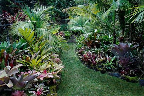 bromeliads in the garden southern california - Google Search ...