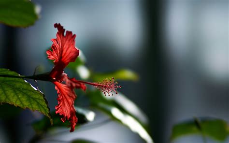 2880x1800 Hibiscus Flower Macbook Pro Retina ,HD 4k Wallpapers,Images,Backgrounds,Photos and ...