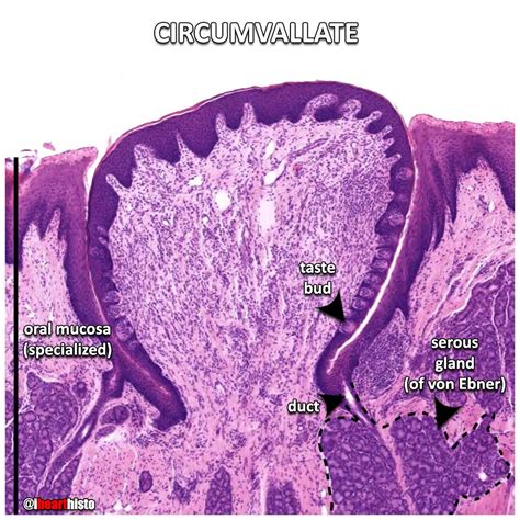 Fungiform Papillae Histology