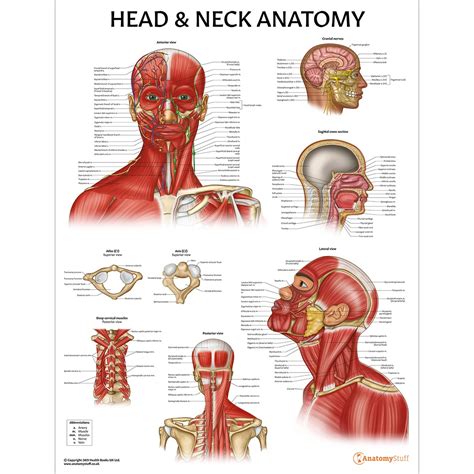 Head & Neck Anatomy Poster | Head Muscles Bones Chart